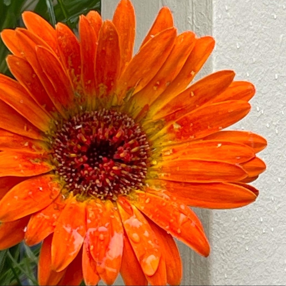 Meet your Posher, Suzanne